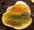  (Tapinellaceae - HAY-F-002790)  @11 [ ] by-nc (2023) Damon Tighe Fungal Diversity Survey
