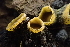  ( - HAY-F-002795)  @11 [ ] by-nc (2023) Damon Tighe Fungal Diversity Survey