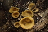  ( - HAY-F-002795)  @11 [ ] by-nc (2023) Damon Tighe Fungal Diversity Survey