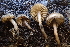  ( - HAY-F-002794)  @11 [ ] by-nc (2023) Damon Tighe Fungal Diversity Survey