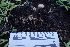  ( - HAY-F-002794)  @11 [ ] by-nc (2023) Damon Tighe Fungal Diversity Survey