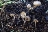  ( - HAY-F-002794)  @11 [ ] by-nc (2023) Damon Tighe Fungal Diversity Survey