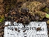  ( - HAY-F-002113)  @11 [ ] by-nc (2023) Stu Pickell Fungal Diversity Survey