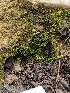  ( - HAY-F-002113)  @11 [ ] by-nc (2023) Stu Pickell Fungal Diversity Survey
