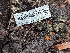  ( - HAY-F-002114)  @11 [ ] by-nc (2023) Stu Pickell Fungal Diversity Survey