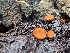  ( - HAY-F-002114)  @11 [ ] by-nc (2023) Stu Pickell Fungal Diversity Survey
