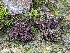  ( - HAY-F-002116)  @11 [ ] by-nc (2023) Stu Pickell Fungal Diversity Survey
