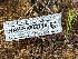  ( - HAY-F-002116)  @11 [ ] by-nc (2023) Stu Pickell Fungal Diversity Survey