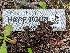  ( - HAY-F-002069)  @11 [ ] by-nc (2023) Stu Pickell Fungal Diversity Survey