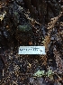  ( - HAY-F-001923)  @11 [ ] by-nc (2023) Sadie Hickey Fungal Diversity Survey