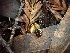  ( - HAY-F-001923)  @11 [ ] by-nc (2023) Sadie Hickey Fungal Diversity Survey