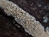  ( - HAY-F-001929)  @11 [ ] by-nc (2023) Sadie Hickey Fungal Diversity Survey