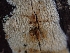  ( - HAY-F-001929)  @11 [ ] by-nc (2023) Sadie Hickey Fungal Diversity Survey