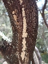  ( - HAY-F-001929)  @11 [ ] by-nc (2023) Sadie Hickey Fungal Diversity Survey