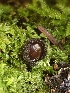  ( - HAY-F-001932)  @11 [ ] by-nc (2023) Sadie Hickey Fungal Diversity Survey