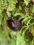  ( - HAY-F-001932)  @11 [ ] by-nc (2023) Sadie Hickey Fungal Diversity Survey