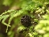 ( - HAY-F-001932)  @11 [ ] by-nc (2023) Sadie Hickey Fungal Diversity Survey