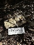  ( - HAY-F-002614)  @11 [ ] c (2023) Rudy Diaz Fungal Diversity Survey