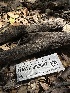  (Patellariales - HAY-F-002607)  @11 [ ] c (2023) Rudy Diaz Fungal Diversity Survey