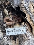  ( - HAY-F-001276)  @11 [ ] by-nc (2023) Aaron Tupac Fungal Diversity Survey