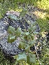  ( - HAY-F-001276)  @11 [ ] by-nc (2023) Aaron Tupac Fungal Diversity Survey