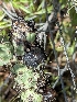  (Aureobasidium - HAY-F-002105)  @11 [ ] by-nc (2023) Stu Pickell Fungal Diversity Survey