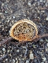  ( - HAY-F-002095)  @11 [ ] by-nc (2023) Stu Pickell Fungal Diversity Survey
