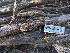  ( - HAY-F-002095)  @11 [ ] by-nc (2023) Stu Pickell Fungal Diversity Survey