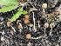  ( - HAY-F-002801)  @11 [ ] by-nc (2023) Damon Tighe Fungal Diversity Survey