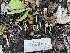  ( - HAY-F-002801)  @11 [ ] by-nc (2023) Damon Tighe Fungal Diversity Survey