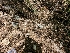  ( - HAY-F-001977)  @11 [ ] by-nc (2023) Stu Pickell Fungal Diversity Survey