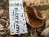  ( - HAY-F-002166)  @11 [ ] by-nc (2023) Stu Pickell Fungal Diversity Survey