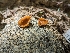  ( - HAY-F-002166)  @11 [ ] by-nc (2023) Stu Pickell Fungal Diversity Survey