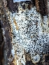  ( - HAY-F-002110)  @11 [ ] by-nc (2023) Stu Pickell Fungal Diversity Survey