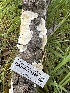  ( - HAY-F-001288)  @11 [ ] by-nc (2023) Aaron Tupac Fungal Diversity Survey