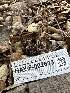  ( - HAY-F-002613)  @11 [ ] c (2023) Rudy Diaz Fungal Diversity Survey