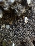  ( - HAY-F-002615)  @11 [ ] c (2023) Rudy Diaz Fungal Diversity Survey