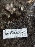  ( - HAY-F-002615)  @11 [ ] c (2023) Rudy Diaz Fungal Diversity Survey