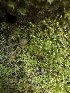  ( - HAY-F-002615)  @11 [ ] c (2023) Rudy Diaz Fungal Diversity Survey