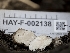  (Tuber sp. 31 - HAY-F-002138)  @11 [ ] by-nc (2023) Stu Pickell Fungal Diversity Survey