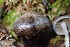  ( - HAY-F-000438)  @11 [ ] cc-by-nc (2023) Damon Tighe FunDiS