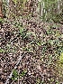  ( - HAY-F-000729)  @11 [ ] by (2023) Mandy Hackney Fungal Diversity Survey