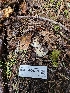  ( - HAY-F-000729)  @11 [ ] by (2023) Mandy Hackney Fungal Diversity Survey