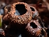  ( - HAY-F-000699)  @11 [ ] by (2023) Mandy Hackney Fungal Diversity Survey