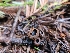  ( - HAY-F-000699)  @11 [ ] by (2023) Mandy Hackney Fungal Diversity Survey