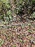 ( - HAY-F-000699)  @11 [ ] by (2023) Mandy Hackney Fungal Diversity Survey