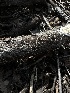  ( - HAY-F-002636)  @11 [ ] c (2023) Rudy Diaz Fungal Diversity Survey