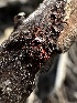  (Pseudocosmospora - HAY-F-002633)  @11 [ ] c (2023) Rudy Diaz Fungal Diversity Survey