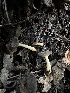  ( - HAY-F-002644)  @11 [ ] c (2023) Rudy Diaz Fungal Diversity Survey