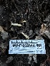  ( - HAY-F-002644)  @11 [ ] c (2023) Rudy Diaz Fungal Diversity Survey